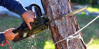 How Our Tree Care Process Works  in South Holland, IL